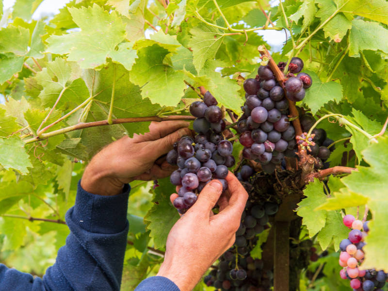 Comment réussir une bouture de vigne ?