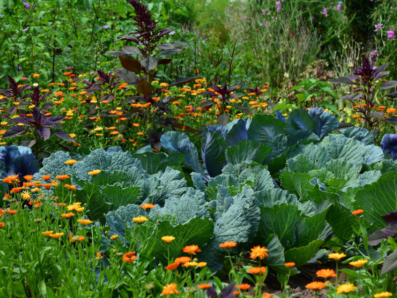 Comment faire un jardin pas cher