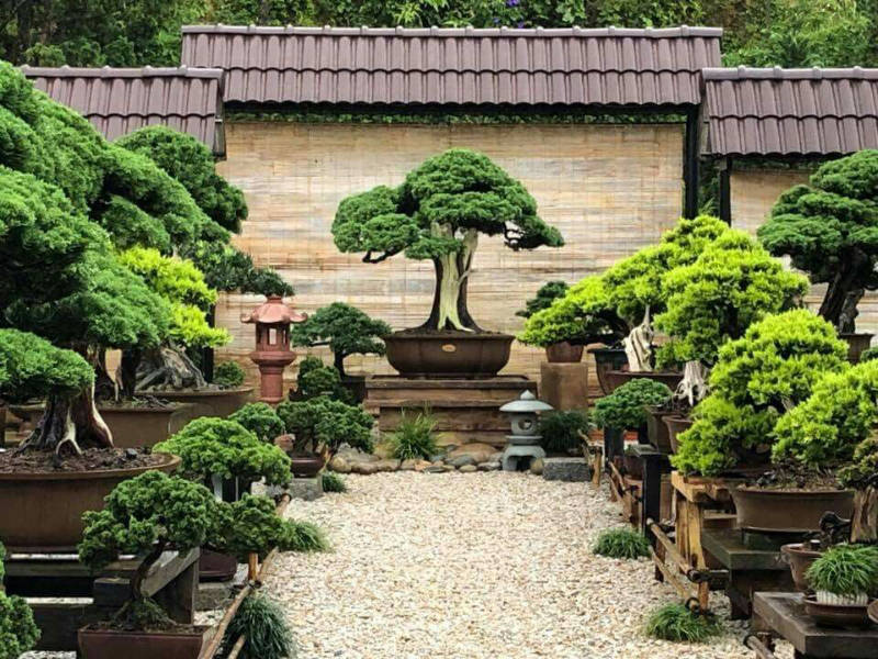 Créer un jardin bonsai pour profiter de sa collection